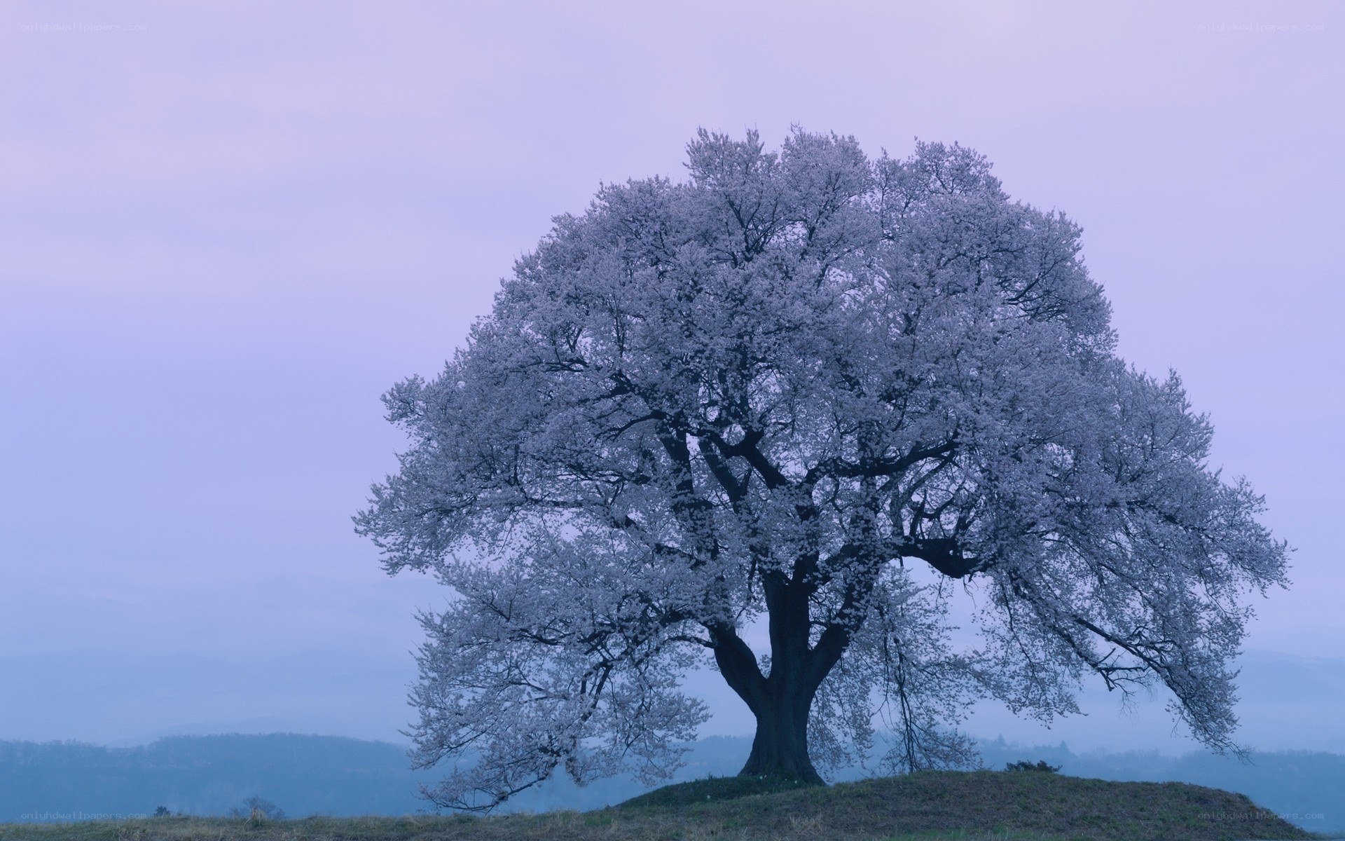 solitary cherry blossom tree