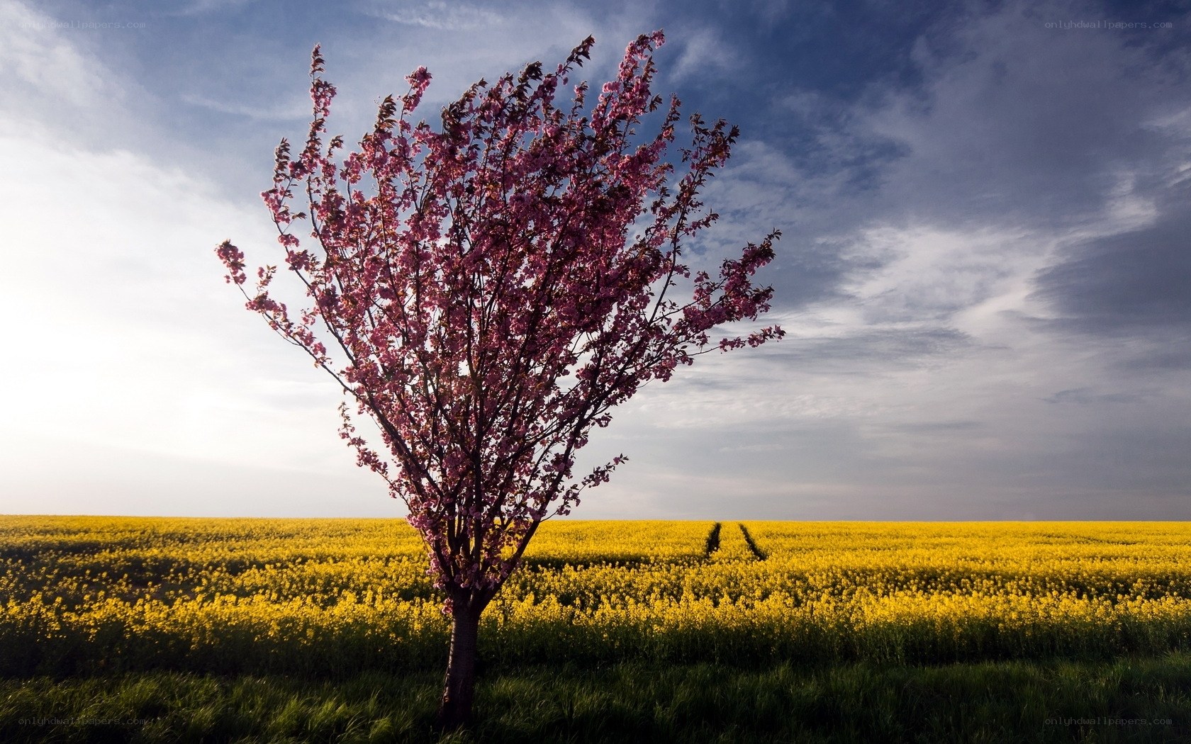 Solitary cherry blossom tree