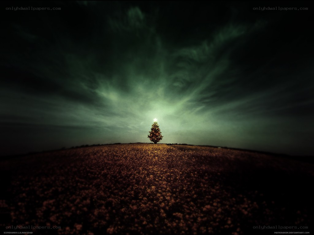 solitary christmas tree at night