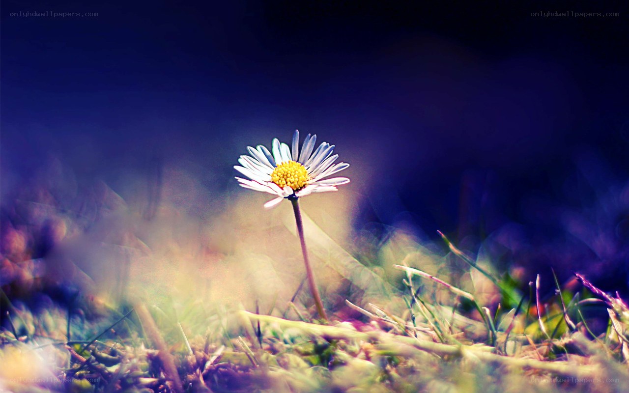 solitary daisy in grass