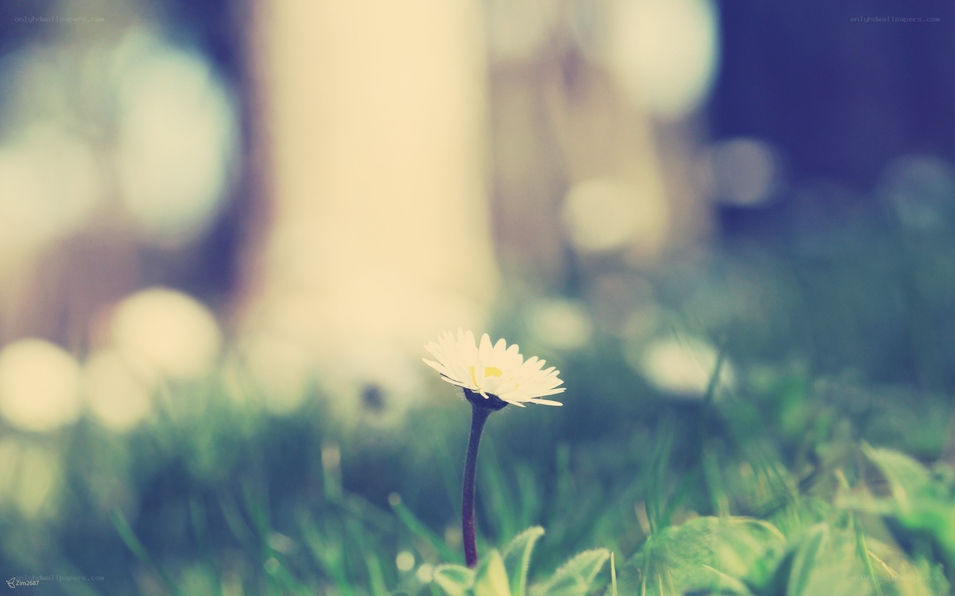 solitary daisy in grass