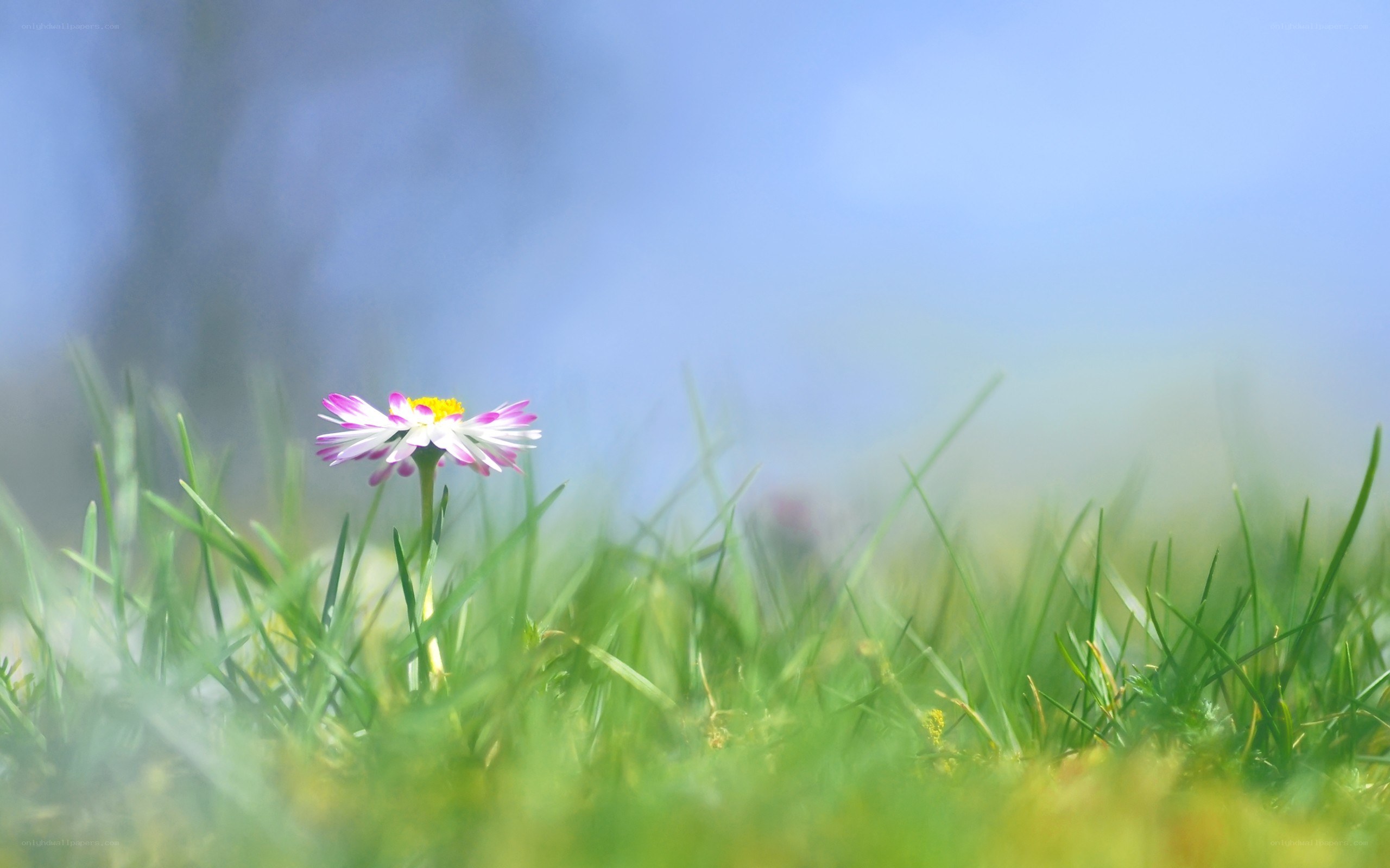 solitary daisy in green grass