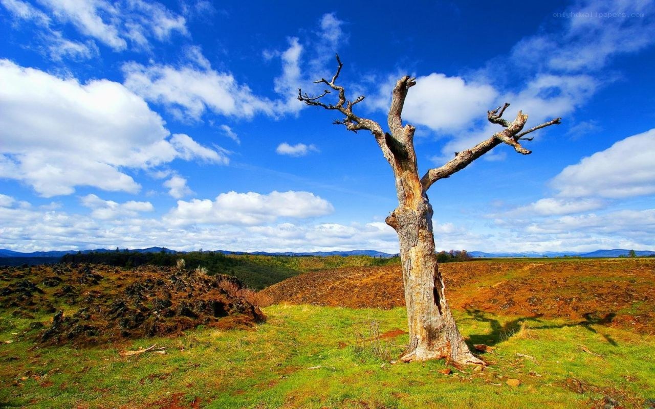 Solitary dead tree in a field