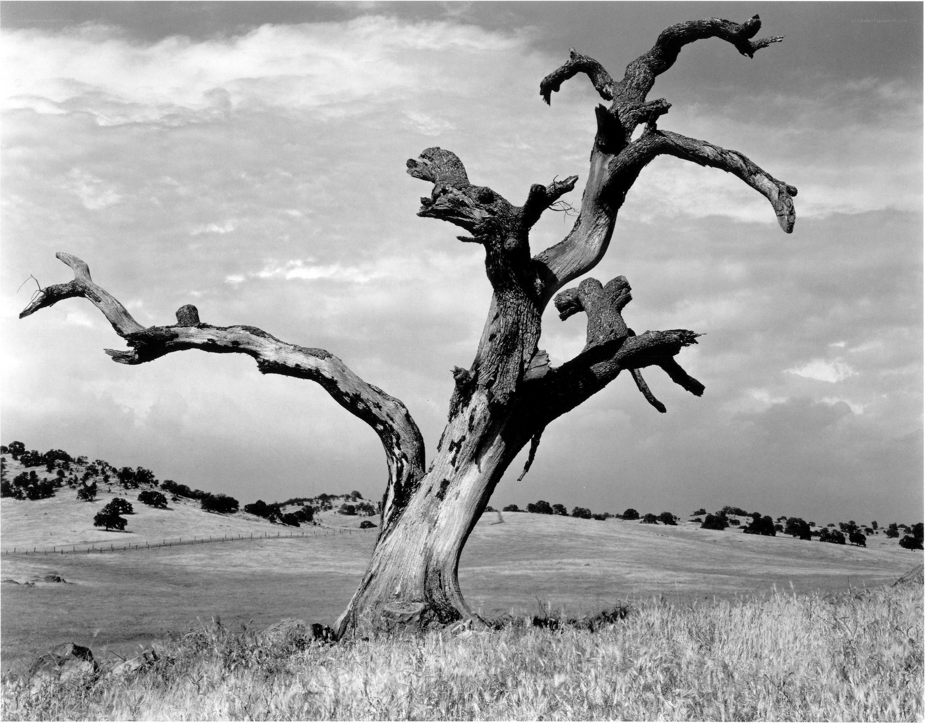 Solitary dead tree in field