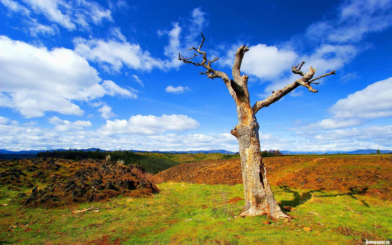 Solitary dead tree in field