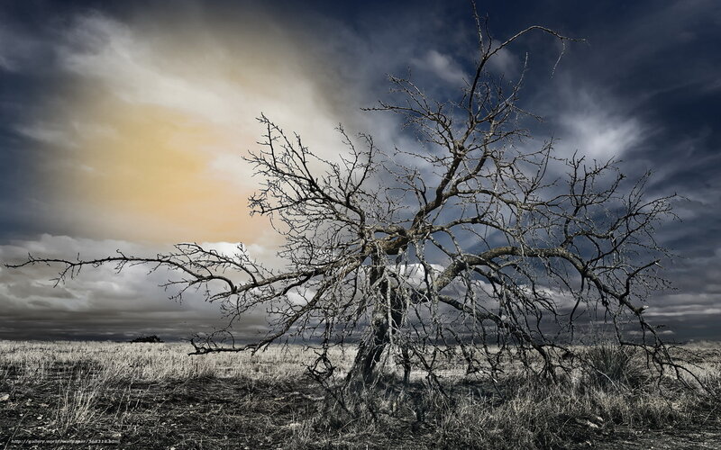 Solitary dead tree in field