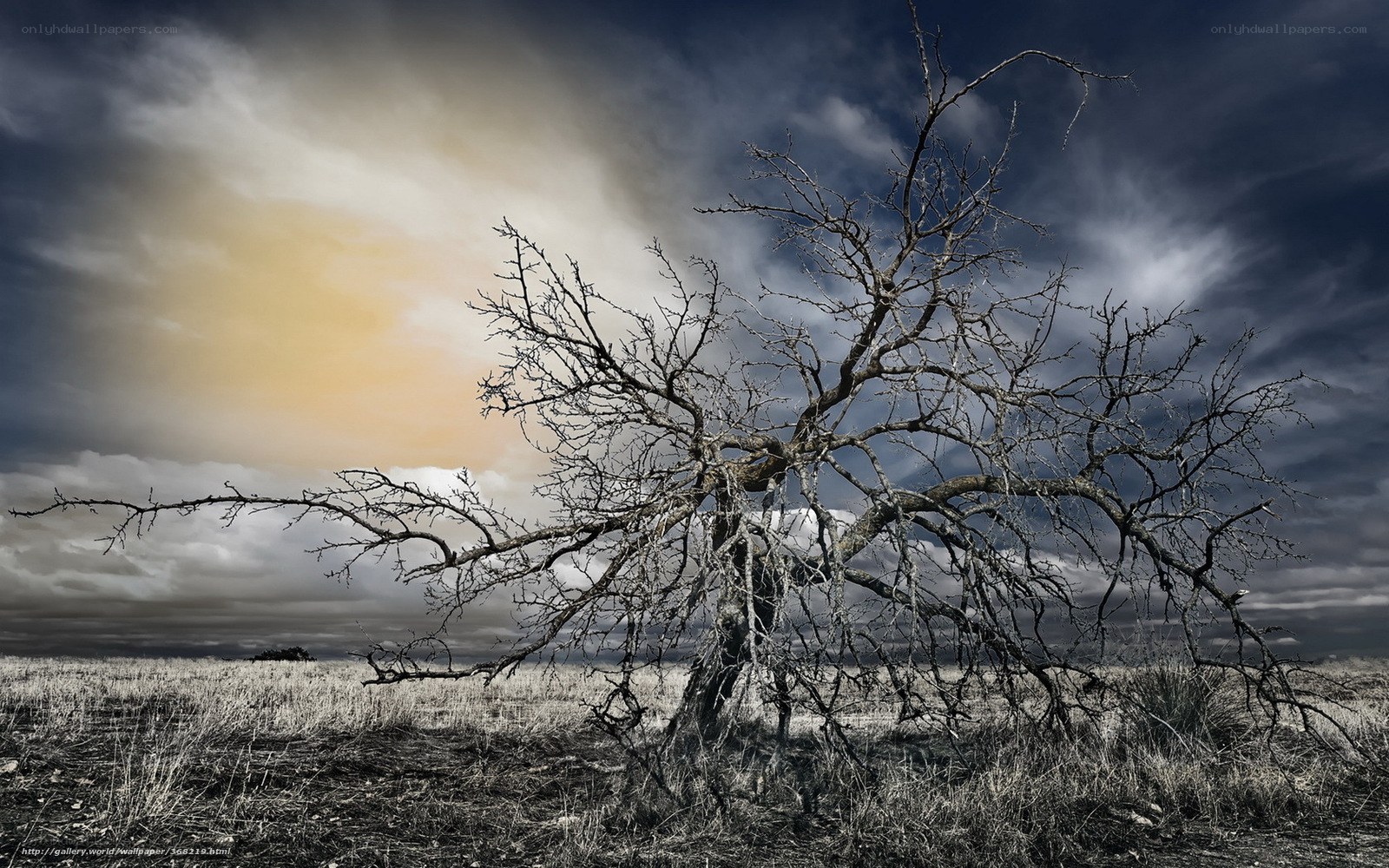 Solitary dead tree in field