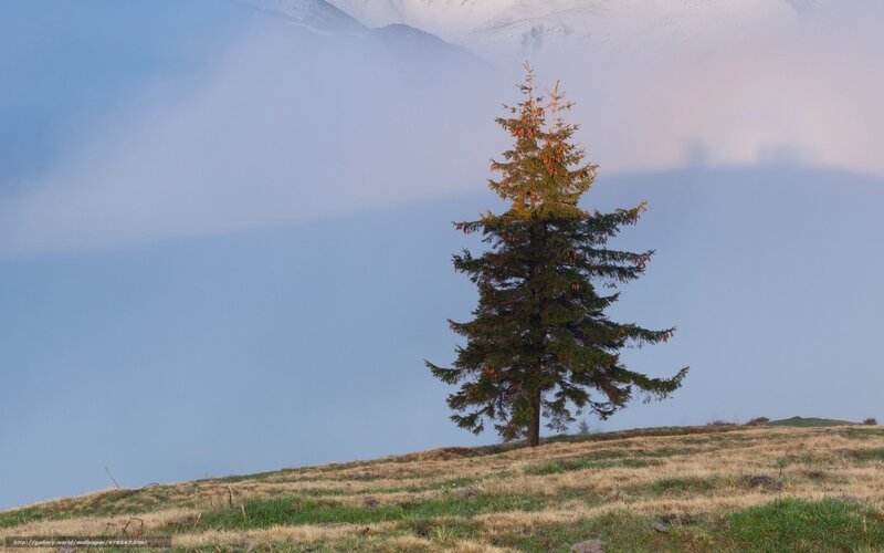 Solitary Evergreen Tree — Blue