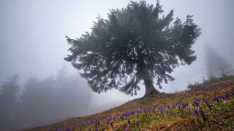 Solitary Evergreen Tree — Gray