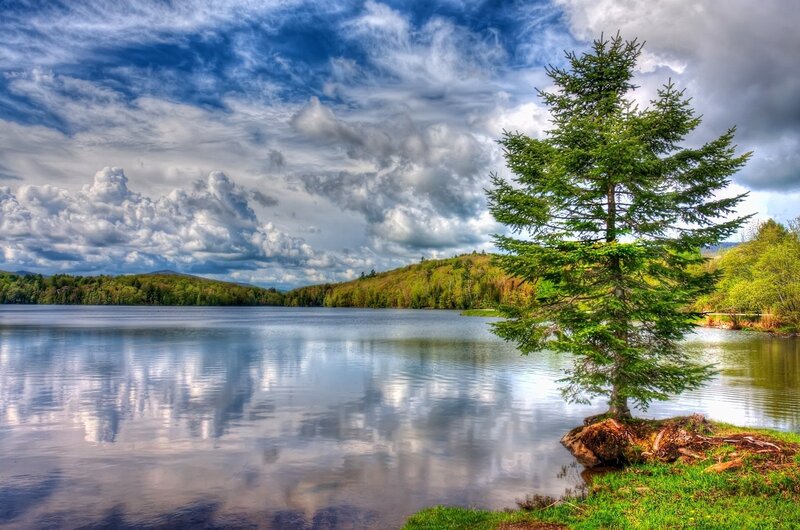 Solitary Evergreen Tree