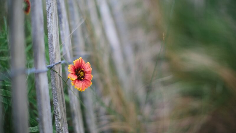solitary flower by fence