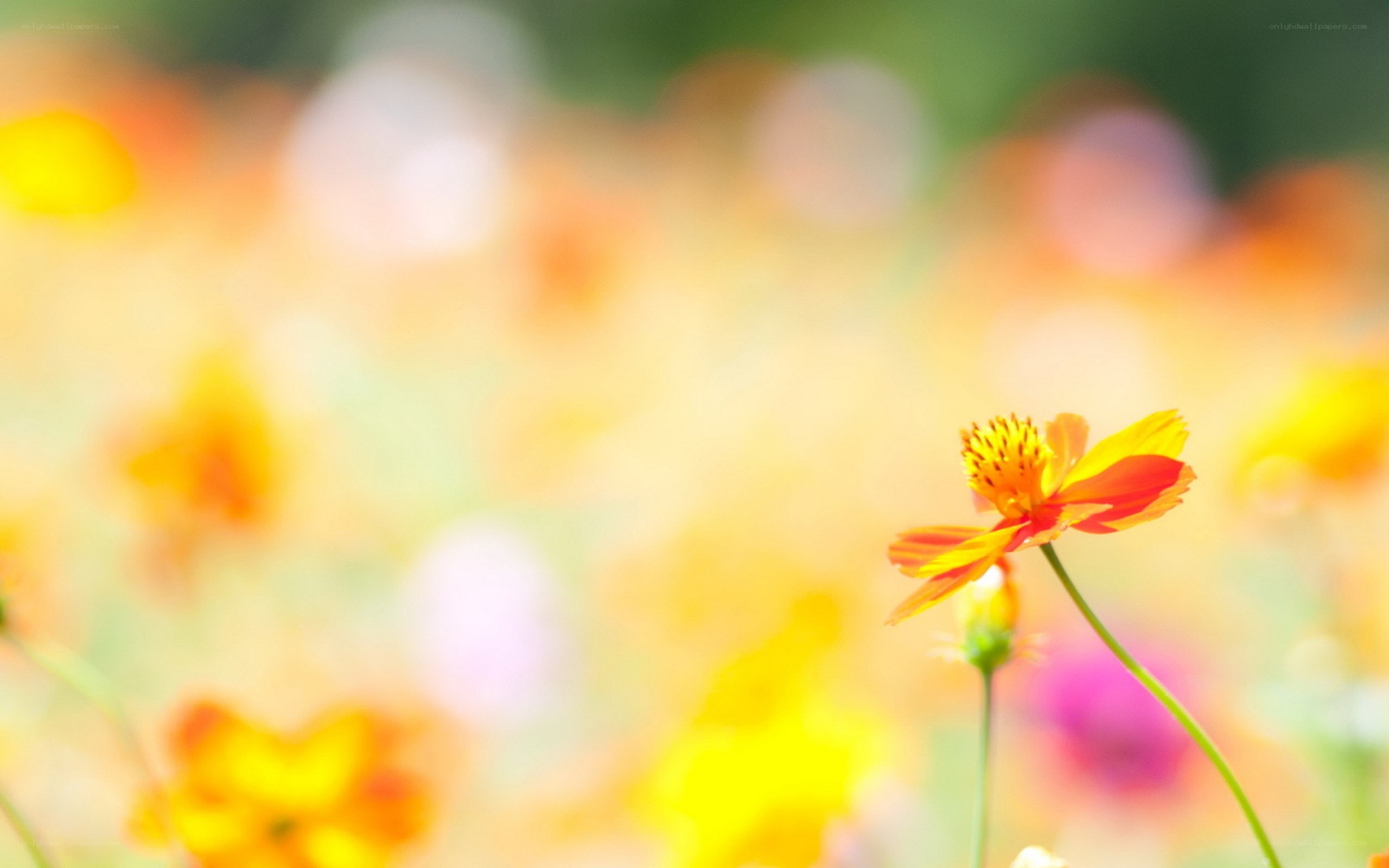 solitary flower in a field