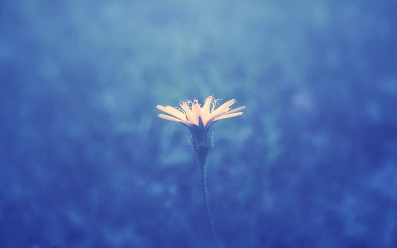 solitary flower in blue haze