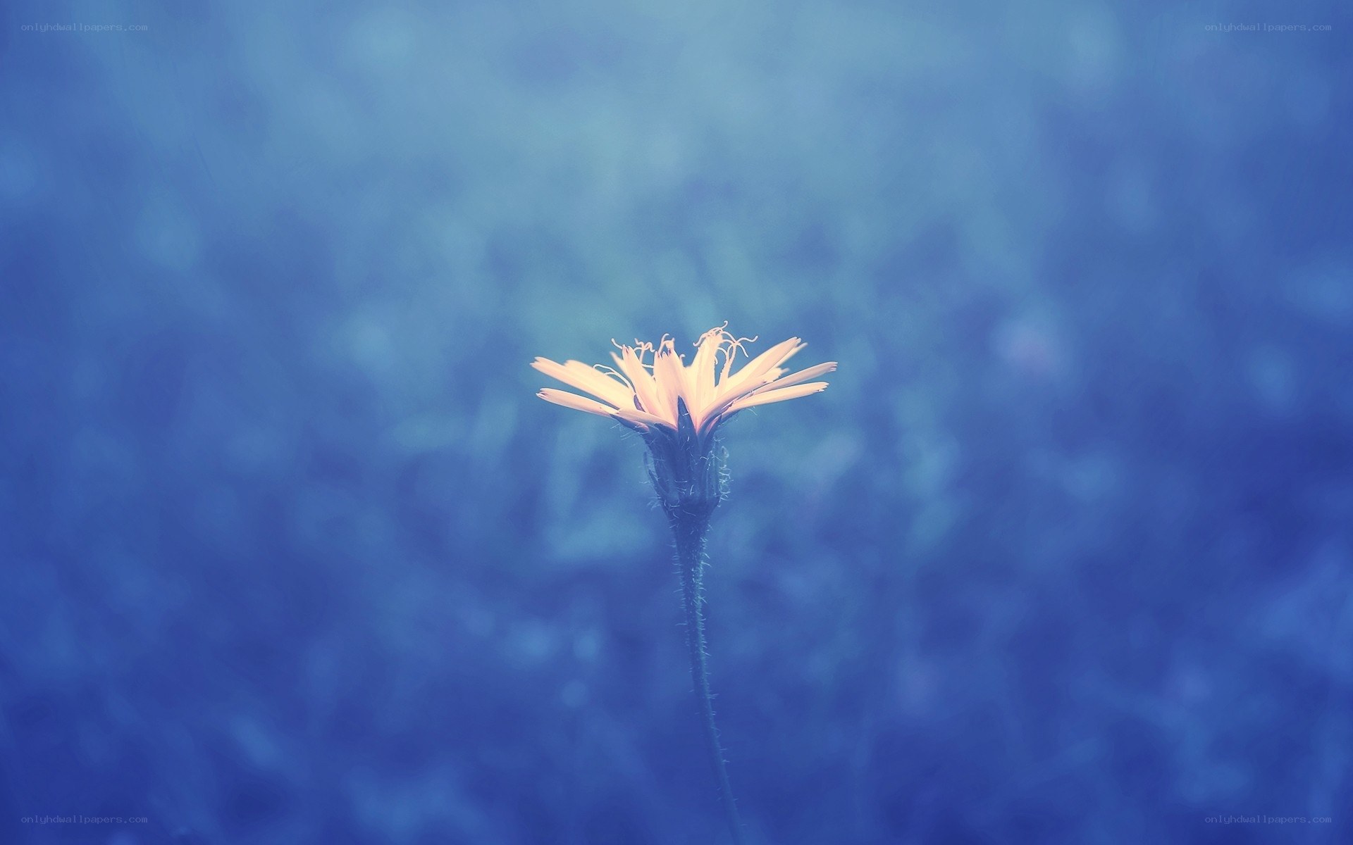solitary flower in blue haze