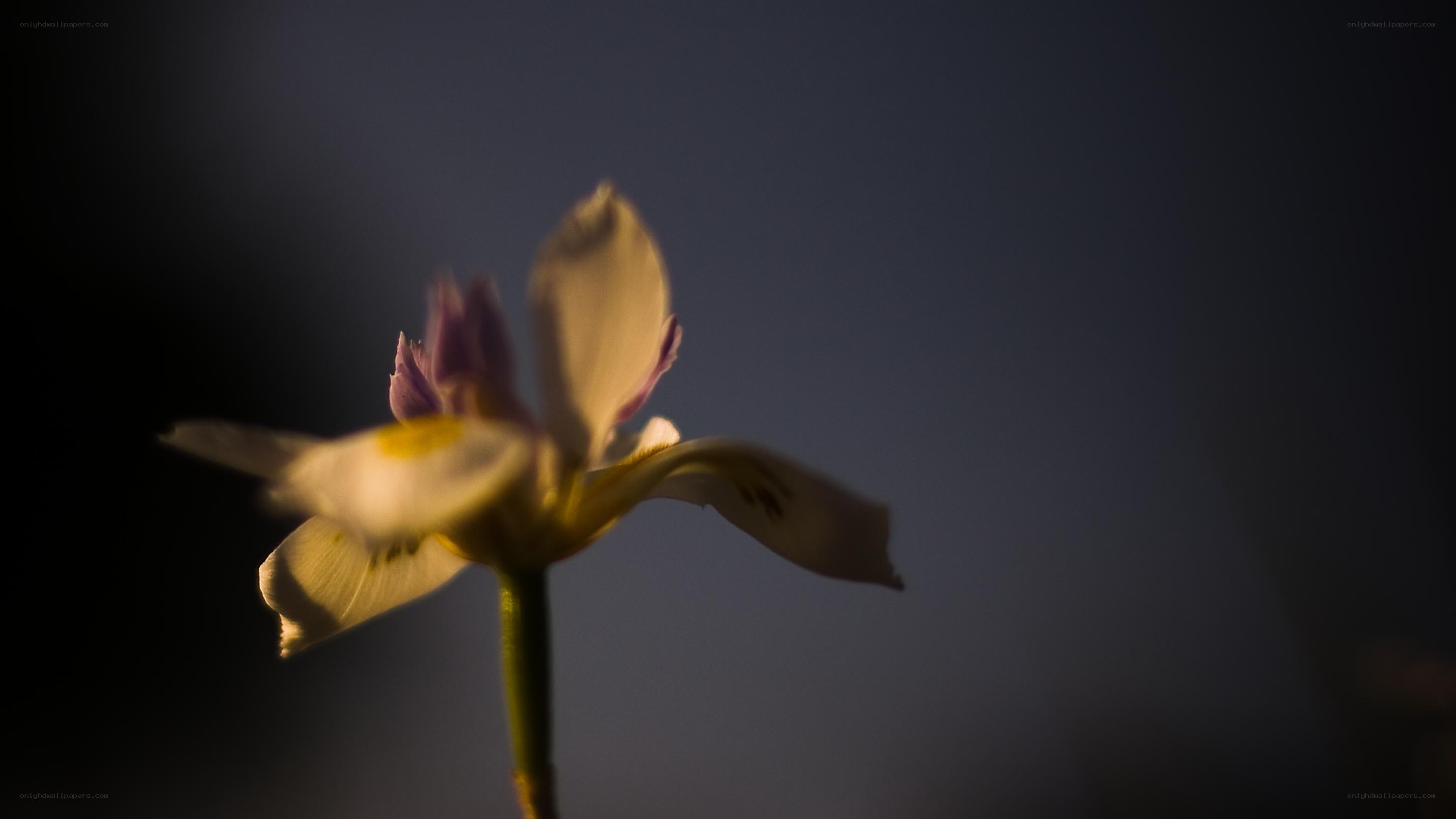 solitary flower in dim light