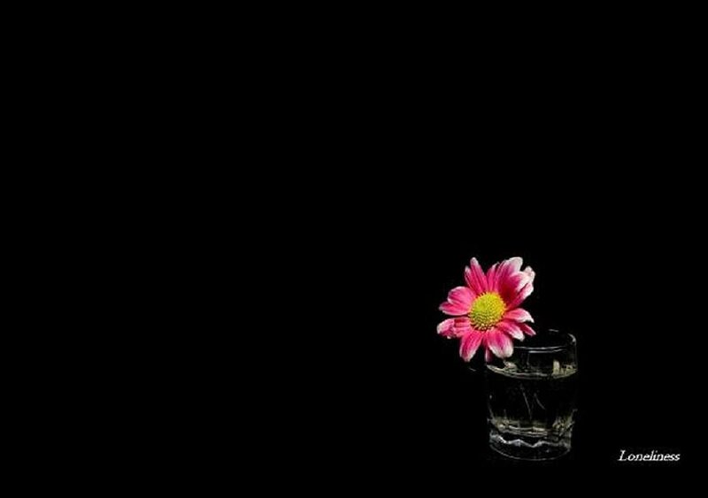solitary flower in glass