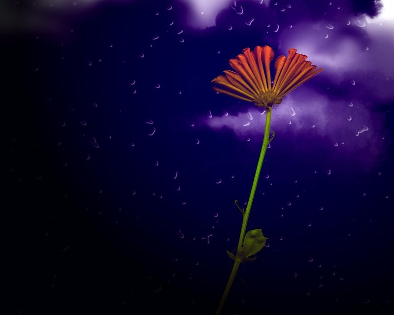 solitary flower in storm