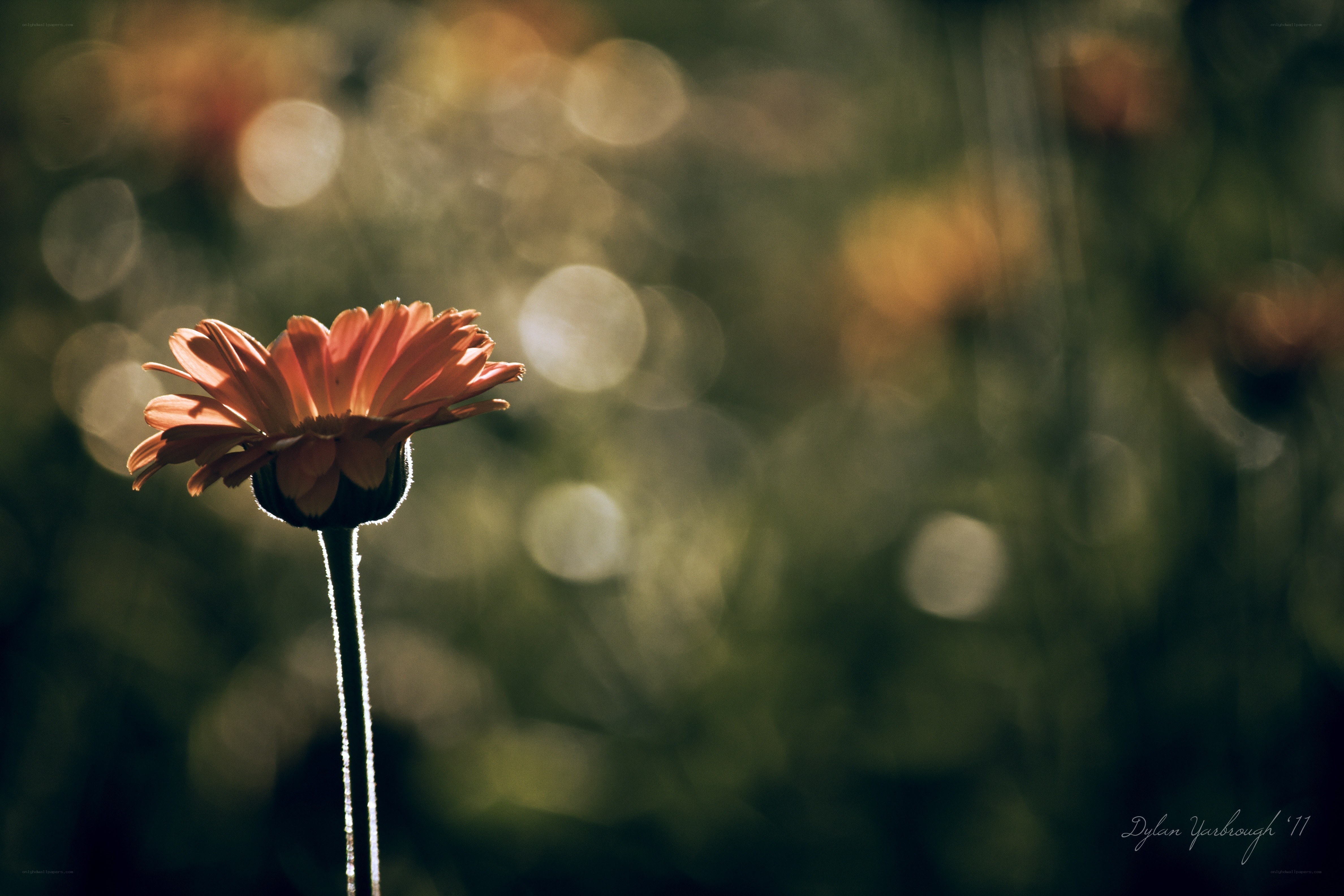 solitary flower in sunlight