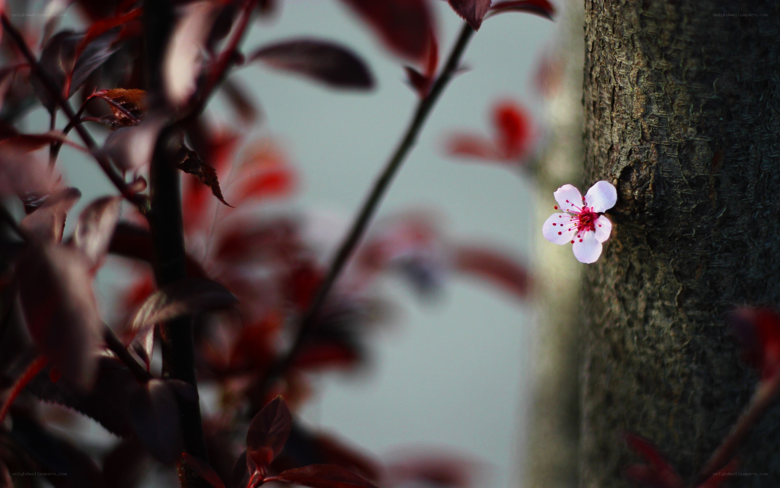 solitary flower on tree trunk