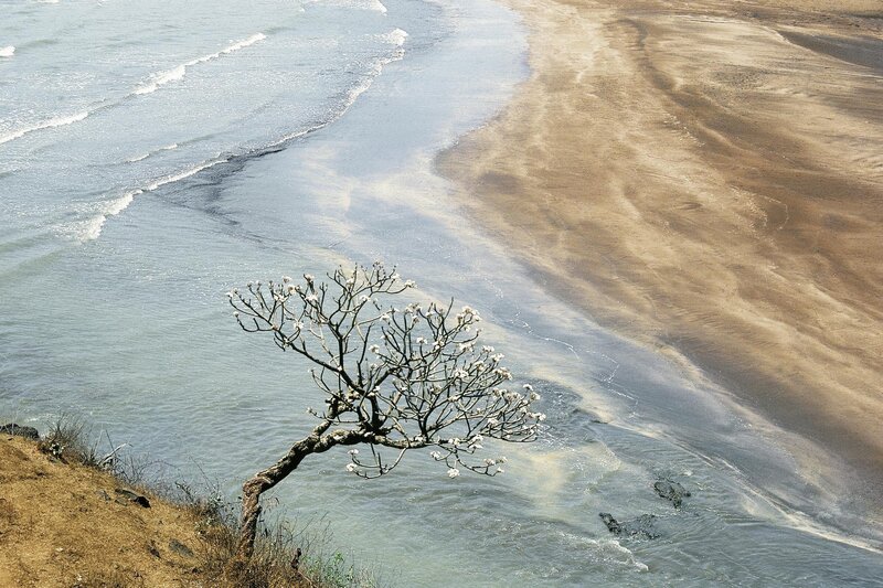 Solitary Flowering Tree — Blue, Serene