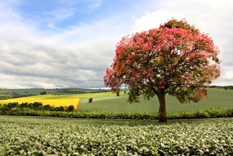 Solitary Flowering Tree