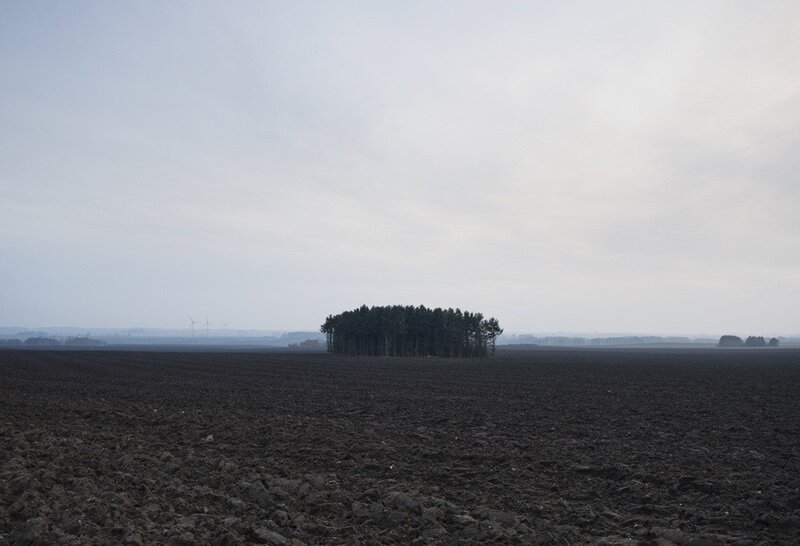 Solitary grove in a plowed field