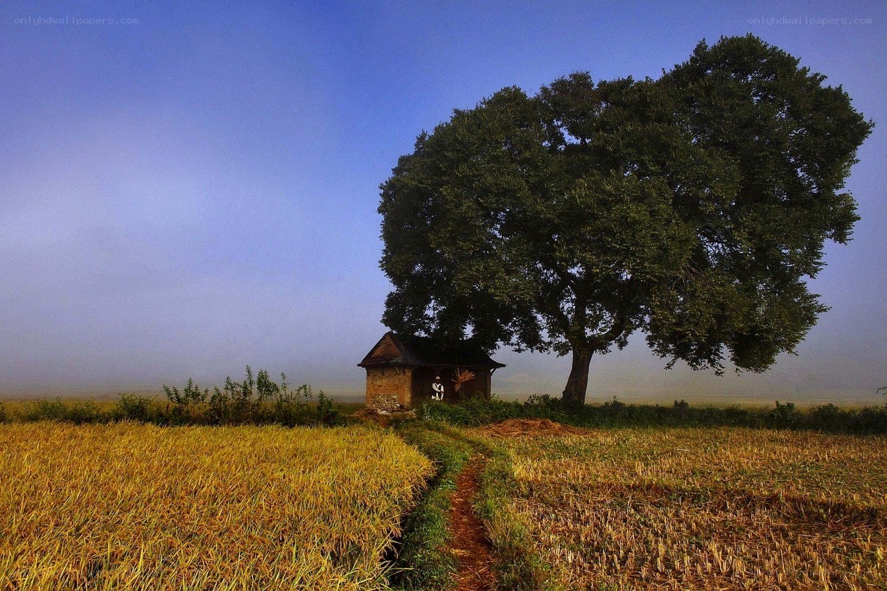 Solitary hut under a large tree
