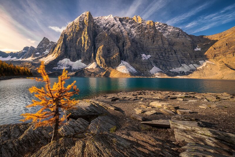 Solitary Larch Tree — Blue