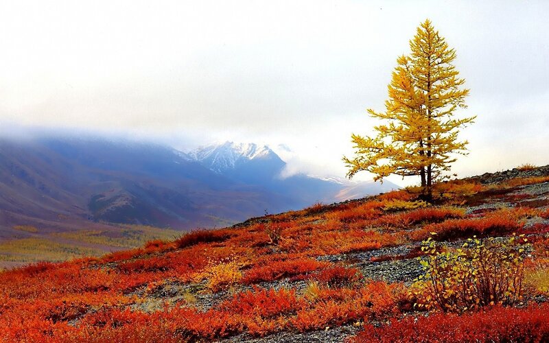 Solitary Larch Tree