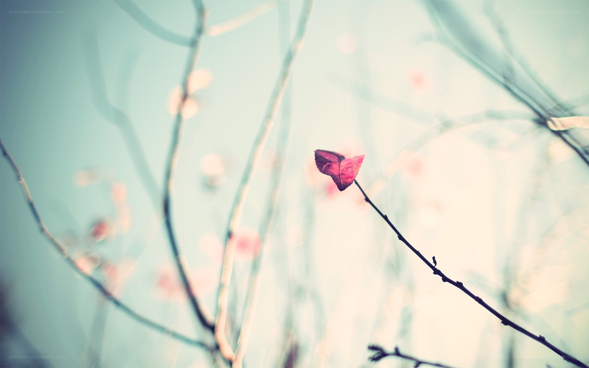 solitary leaf on a branch