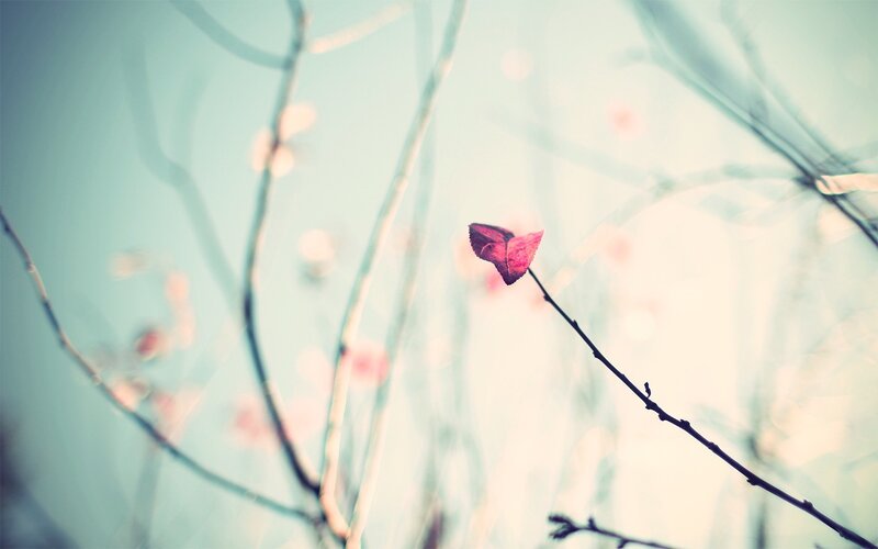 solitary leaf on a branch