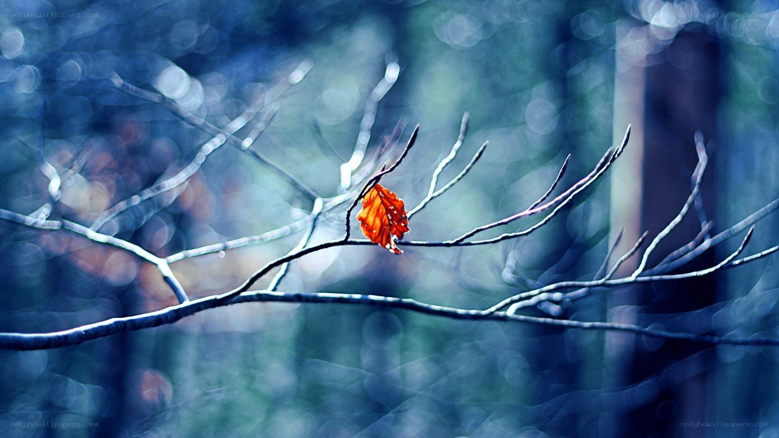 solitary leaf on a branch
