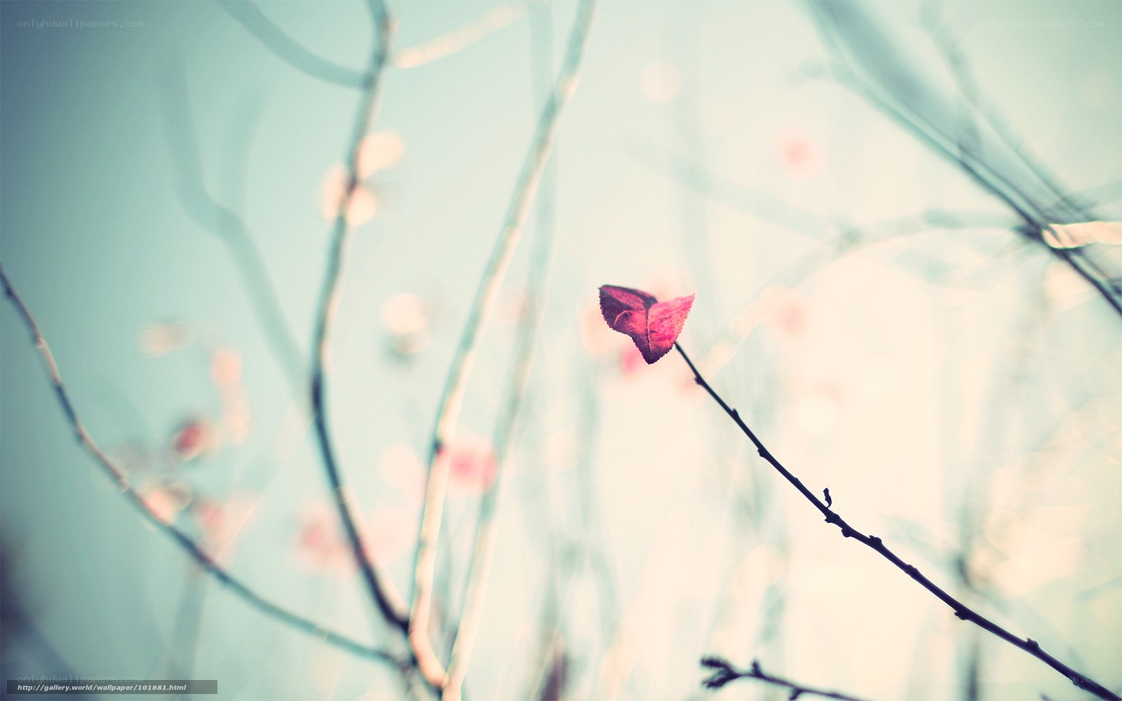 solitary leaf on a branch