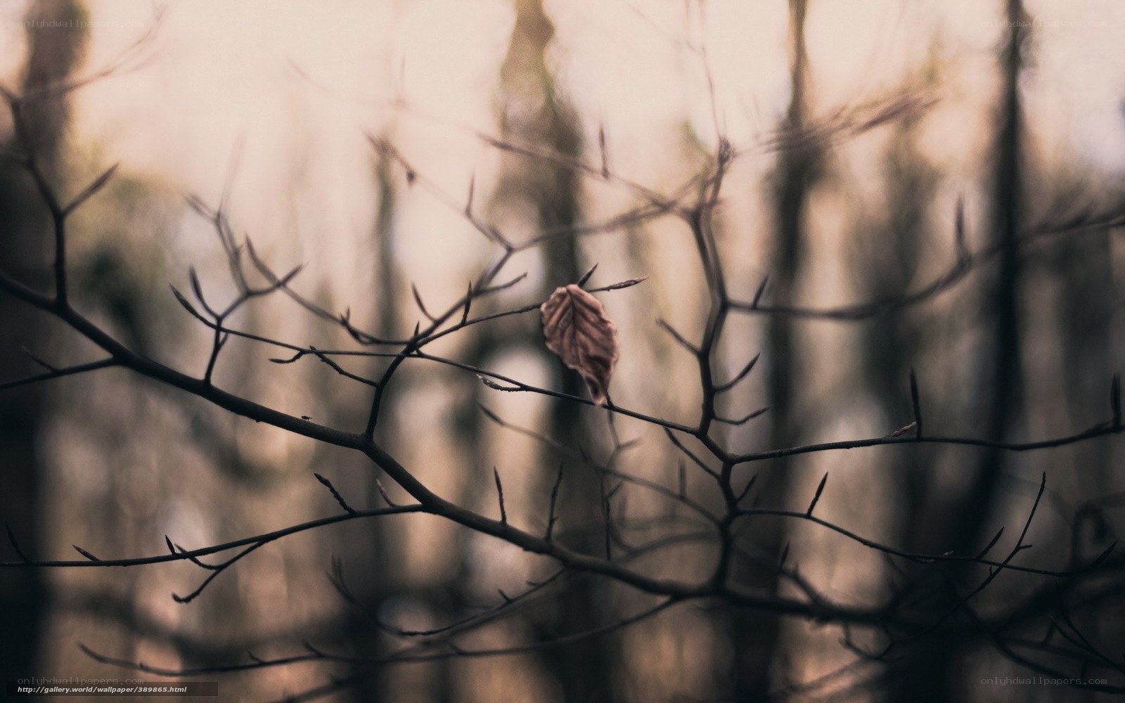 solitary leaf on bare branch