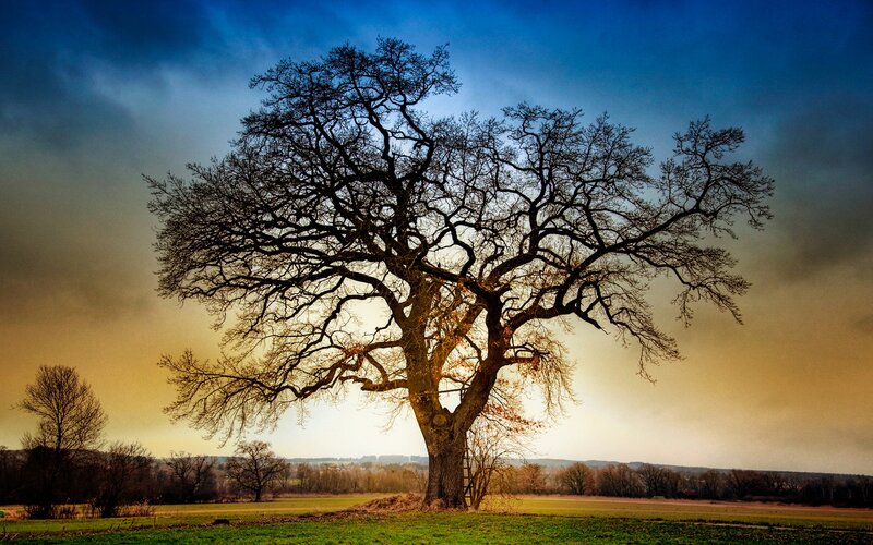 Solitary Leafless Tree — Blue