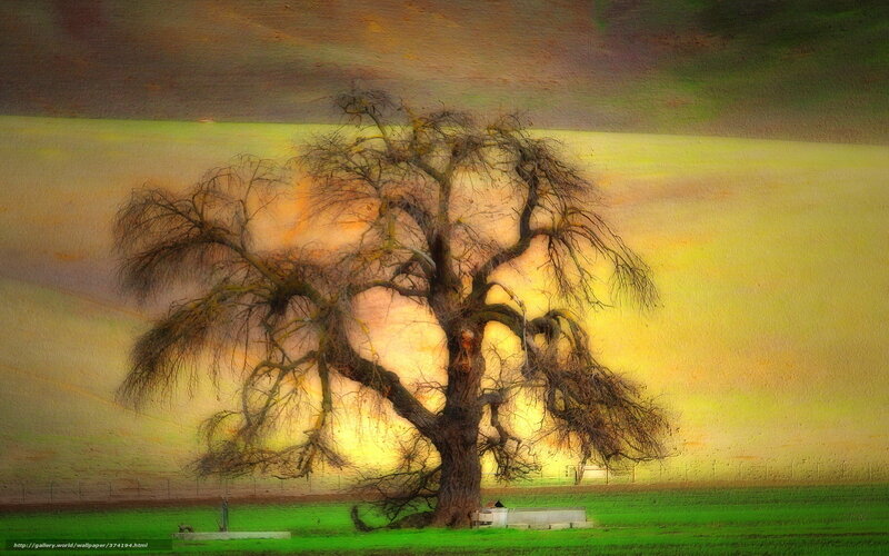 Solitary Leafless Tree — Green, Dramatic