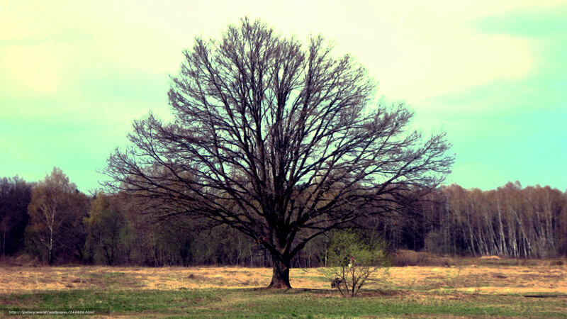Solitary Leafless Tree — Green, Serene