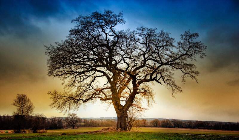 Solitary Leafless Tree