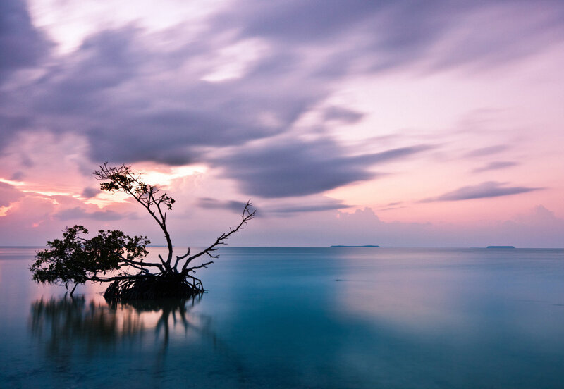 Solitary Mangrove Tree