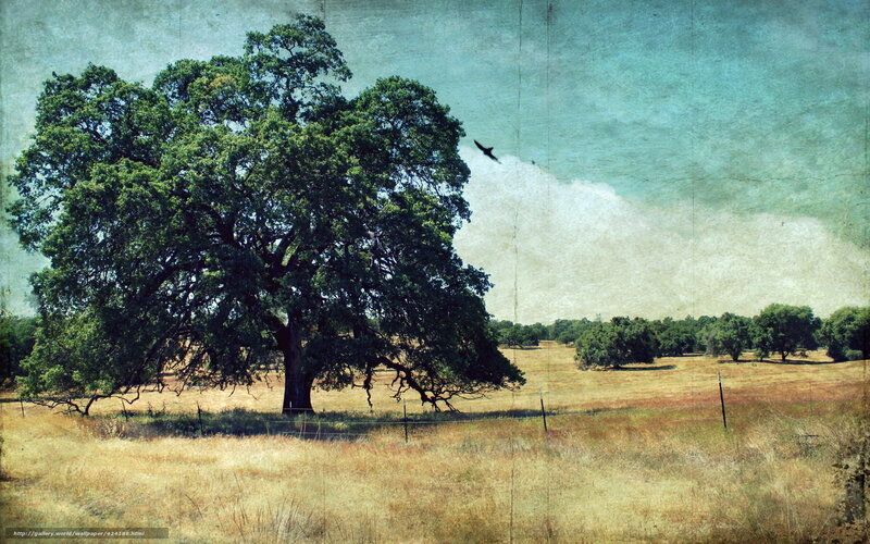 Solitary oak in a sunlit field