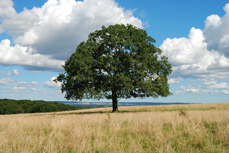 Solitary Oak Tree — Green, Serene, Afternoon, Photograph, Field