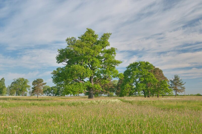 Solitary Oak Tree — Green, Serene, Afternoon, Photograph, Field, Trees