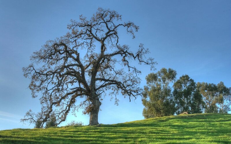 Solitary Oak Tree — Green, Serene, Afternoon