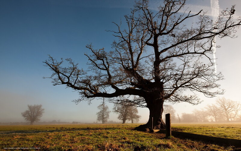 Solitary Oak Tree — Green, Serene, Morning