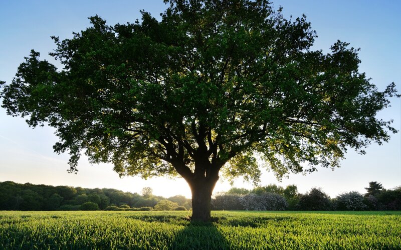 Solitary Oak Tree — Green, Serene, Sunset, Photograph