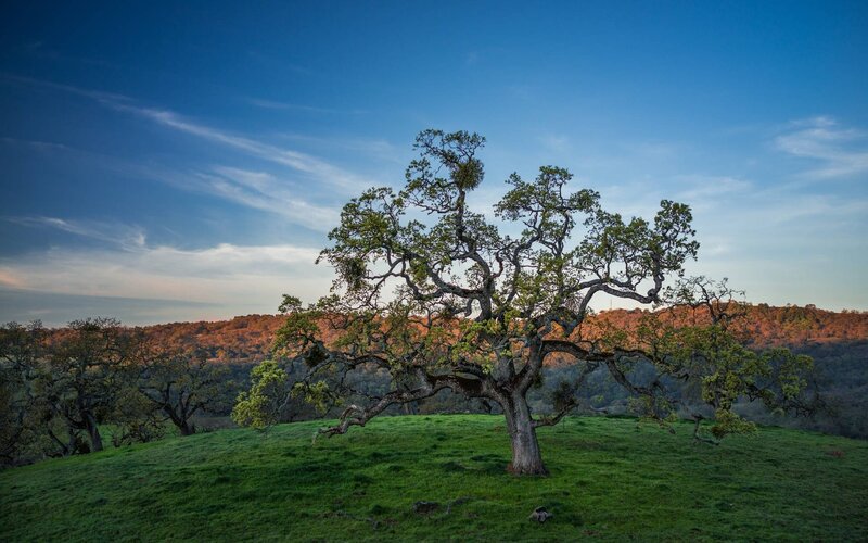 Solitary Oak Tree — Green, Serene, Sunset