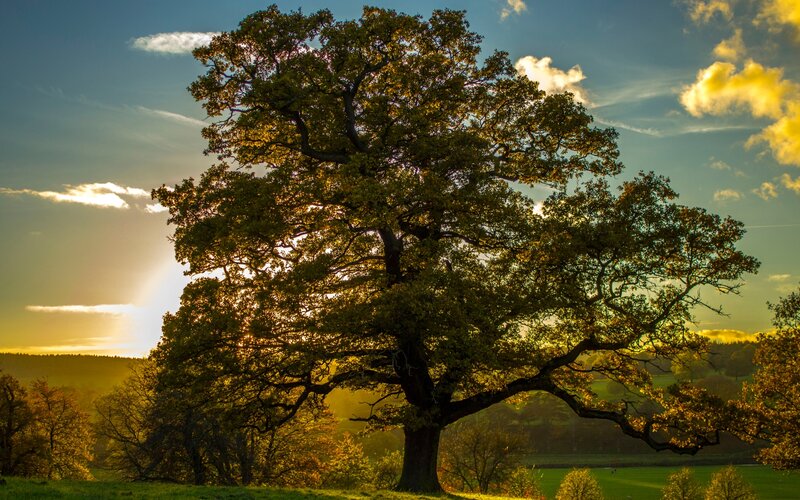 Solitary Oak Tree — Green, Serene