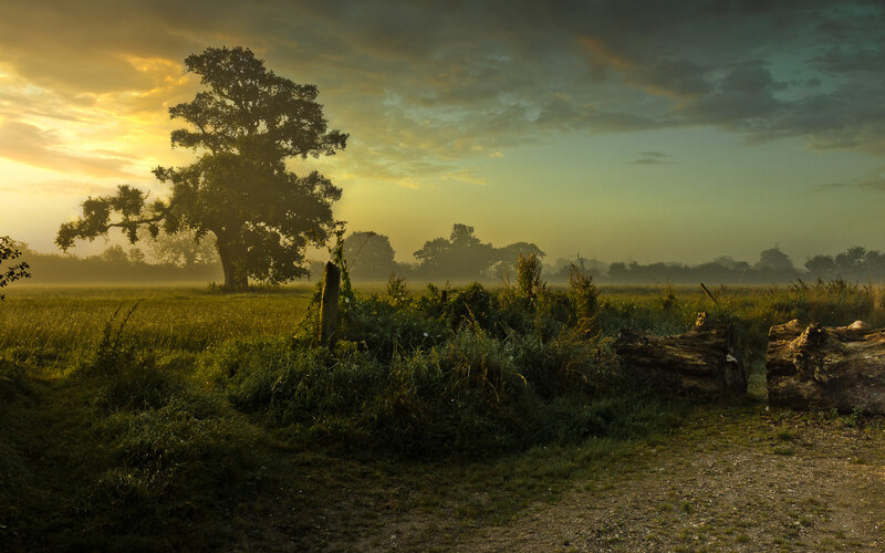 Solitary Oak Tree — Green