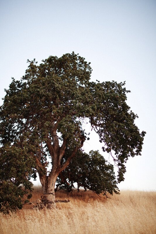 Solitary oak tree in a field