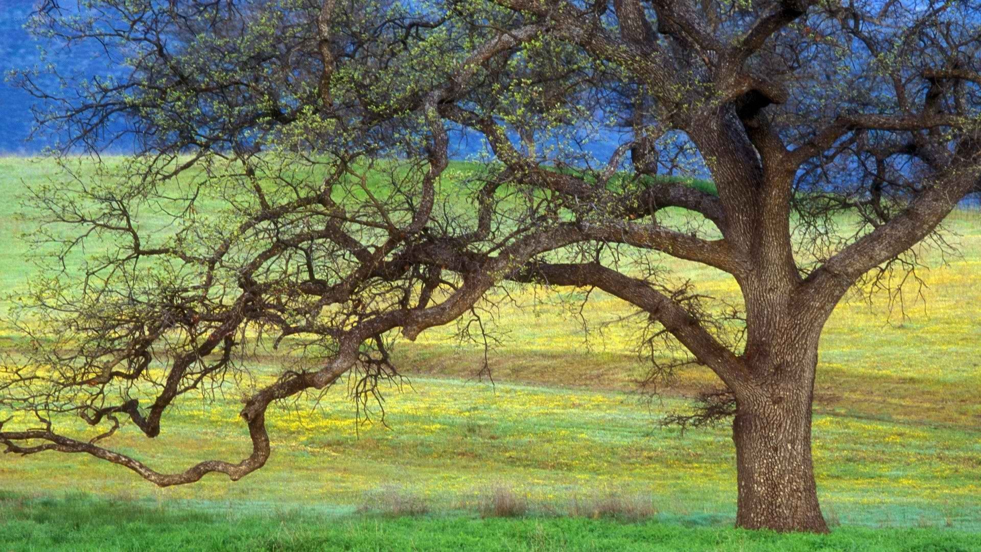 Solitary oak tree in a meadow